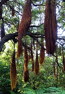 Aerial roots of the pohutukawa tree, Wellington, New Zealand