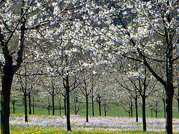 cherry orchards