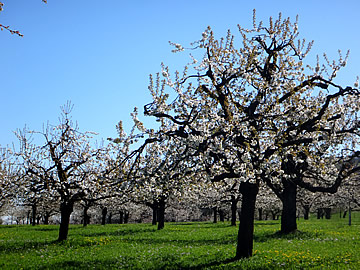 cherry orchards