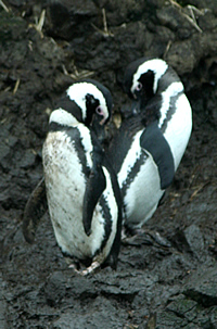 Magellanic Penguin chiloe