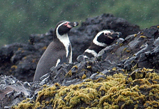 Humboldt and Magellanic Penguins chiloe