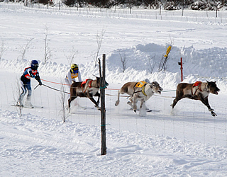 reindeer races