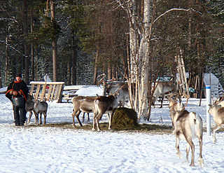 reindeer herder