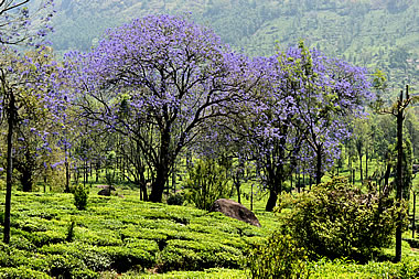 western ghats tea plantation