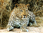 The leopard Nkosi at Okonjima