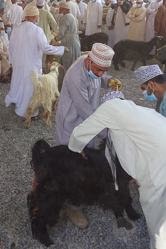 Nizwa goat market, Oman