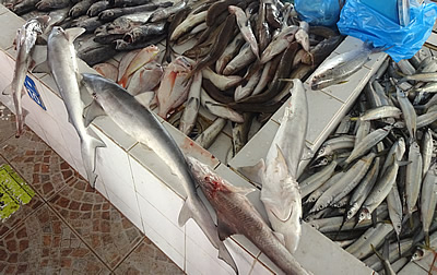 Seeb fish souk, Oman