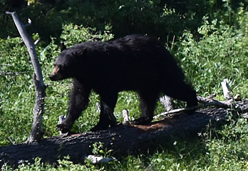 Lamar Valley black bear