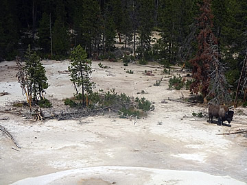 Yellowstone Sulphur Caldron