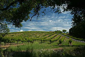 California vines