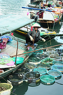 Ha Long Bay Bai Tu Long Bay floating market
