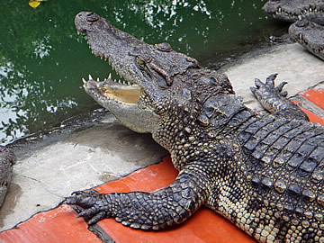 Mekong Crocodile Farm
