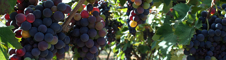 The Silk Route - World Travel: vineyard, Puglia, Italy