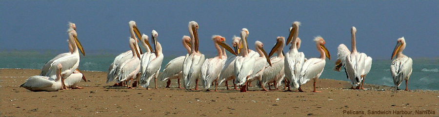 The Silk Route - World Travel: Pelicans, Sandwich Harbour, Namibia